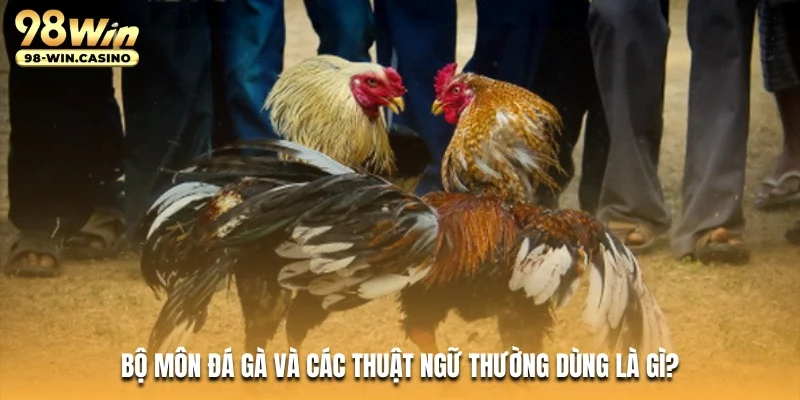 Bộ môn đá gà và các thuật ngữ thường dùng là gì?